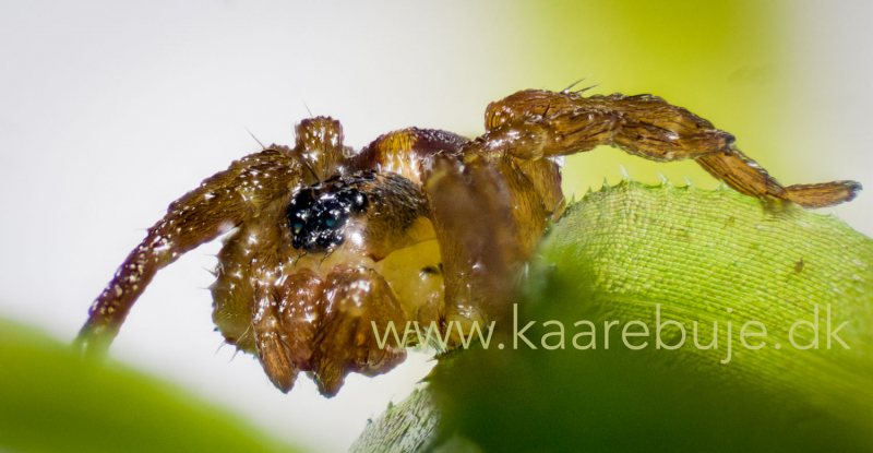 vand-spider-1